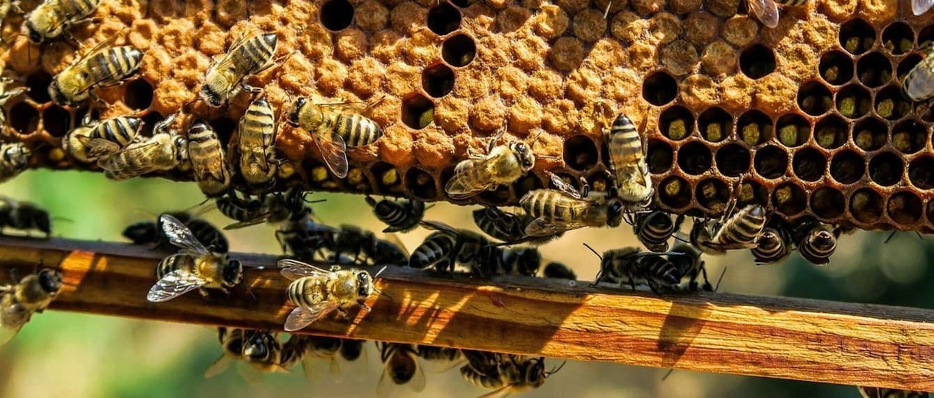 header-bienenhaus